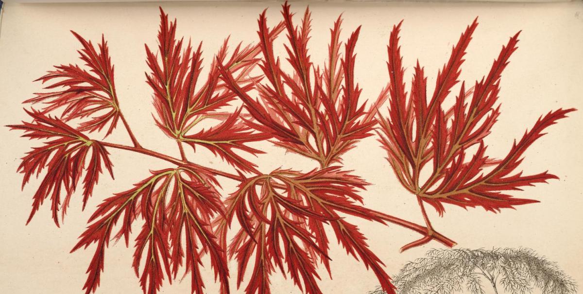 Utopia climatica #1