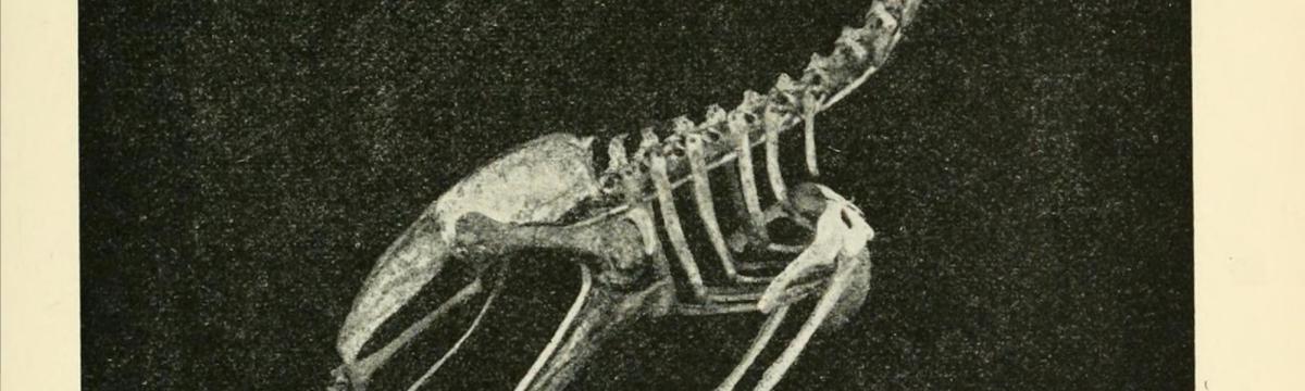 Tre morti di Tolstoj in cinque&nbsp;righe