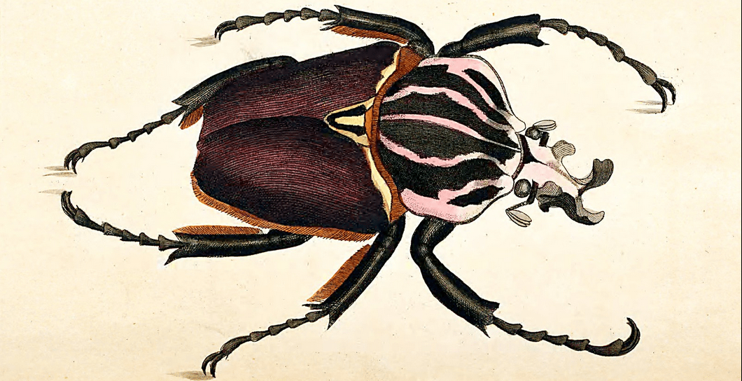 Scarabei, cani, persone